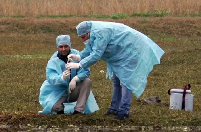 బర్డ్ ఫ్లూ