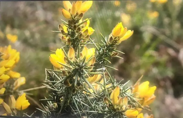 நீலகிரி வரையாடுகள், வரையாடு சிறப்புத் திட்டம்