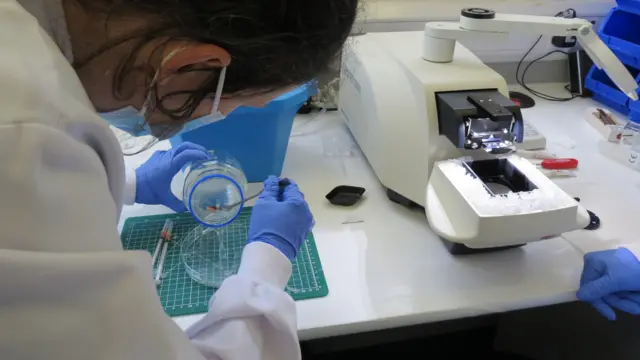 À esquerda, uma cientista de jaleco está inclinada. Ela segura o frasco que contém o cérebro com a mão esquerda e, com uma ferramenta na mão direita, está transferindo o cérebro para uma placa. Outros equipamentos de laboratório podem ser vistos.