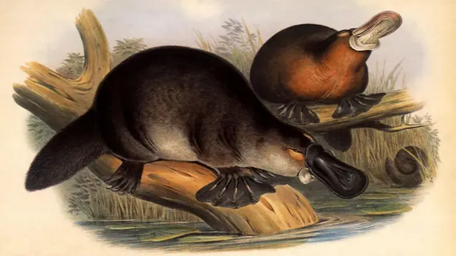 Desenho do século 19, mostrando ornitorrincos