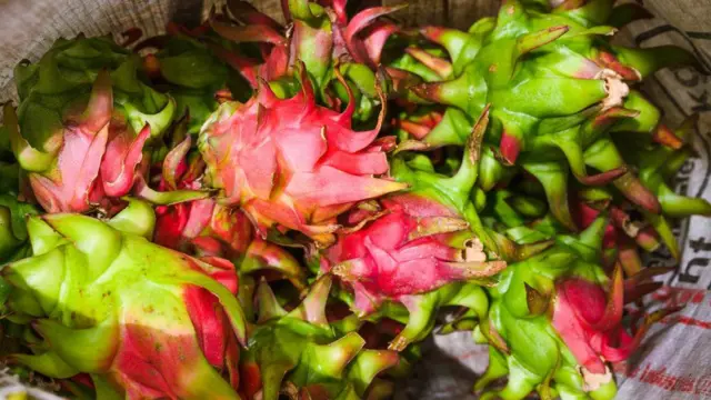 টনিক ব্যবহার করে উৎপাদিত ড্রাগন ফলে সবুজ রঙের মিশ্রণ থাকবে