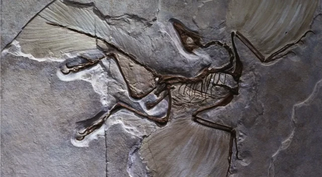 မျိုးသုဉ်း