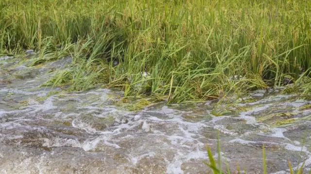 প্রতিকূল আবহাওয়া ফসলের ফলনকে প্রভাবিত করে।