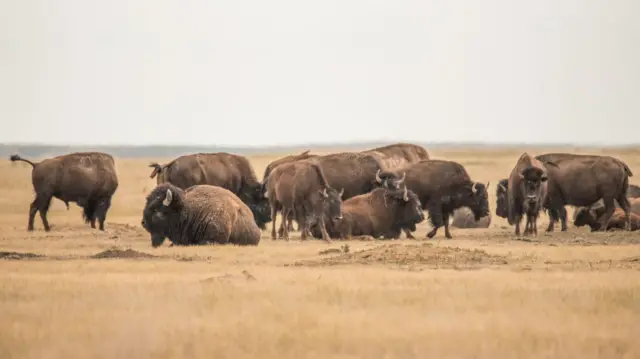 காலனித்துவம், முதலாளித்துவம், பூர்விக அமெரிக்கர்களின் வரலாறு, காட்டெருமைகளின் அழிப்பு 
