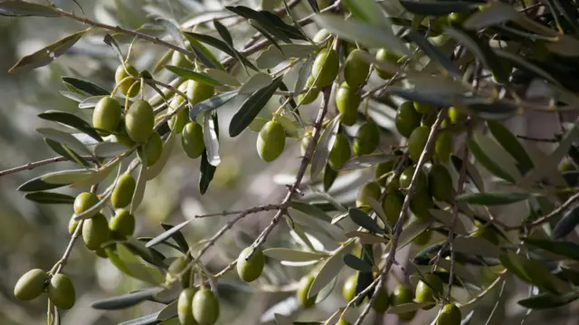 Oliveira carregada de azeitonas verdes