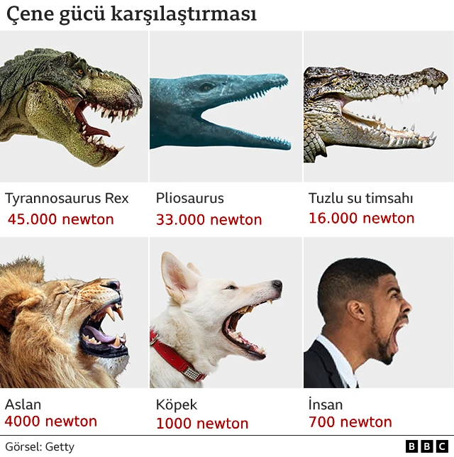 çene gücü