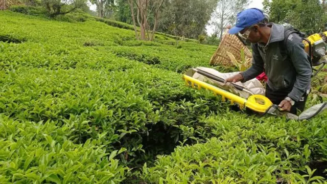 नेपालको चिया बगान