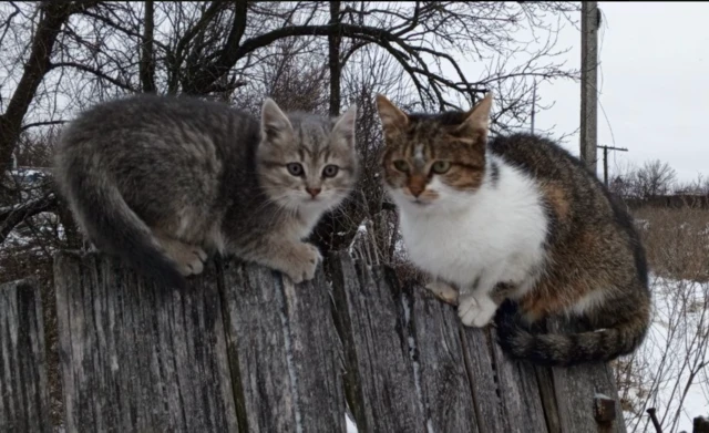 Два кота на заборе