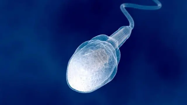 నిద్రలో స్కలనం, సంతానలేమి, వీర్యకణాలు