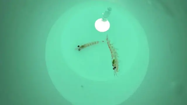 ক্রিলের সংখ্যার ওপর ভিত্তি করে সাগরের পানির রংয়ের তারতম্য বিশ্লেষণ করা হয়