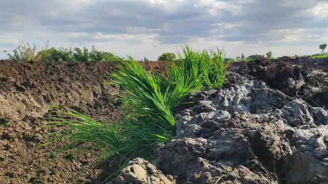 என்.எல்.சி சுரங்க விரிவாக்க பணிக்கு நெல் பயிர்கள் அழிப்பு கிராம மக்கள் போராட்டம்
