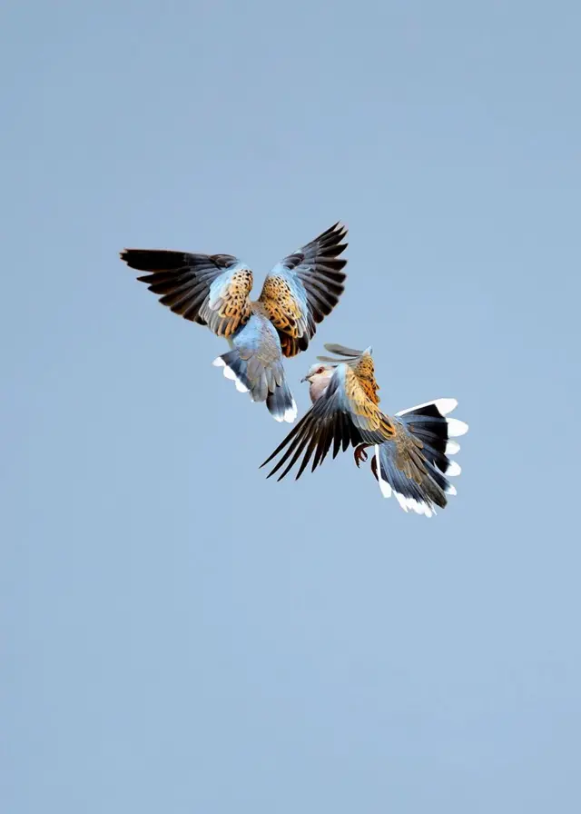 ‘በርቃዊ መጥቃዕቲ 2.0’