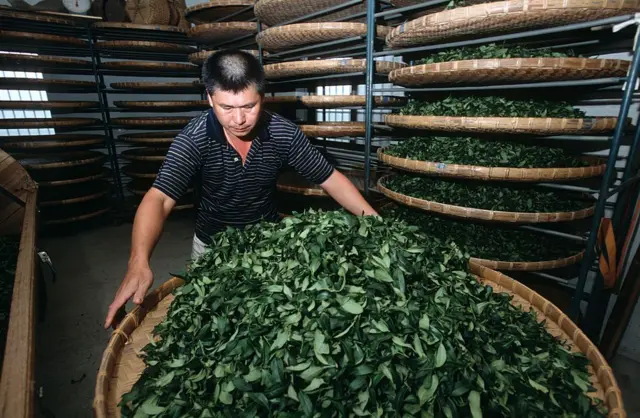 चाय की प्रोसेसिंग