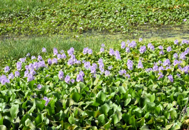 जलपर्णी