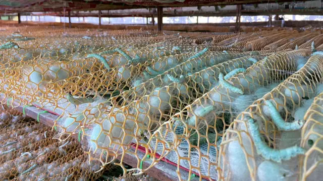 रेशीम शेती