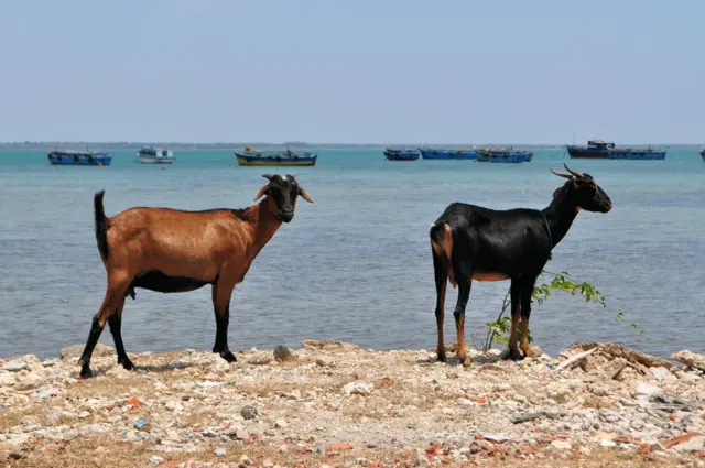 விஜேந்திரன் சஜிதா வளர்ந்து வந்த ஆட்டை, சாந்தரூபன் ஜீவநந்தினி வளர்த்த நாய் கடித்துள்ளதாக தெரிவிக்கப்படுகின்றது