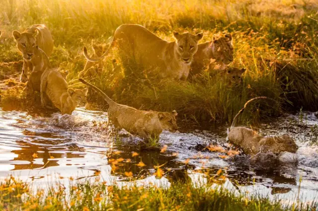 Una manada de leones juega en la orilla cubierta de césped de un río. Tres leones adultos están de pie junto al agua. Algunos cachorros chapotean en el agua.