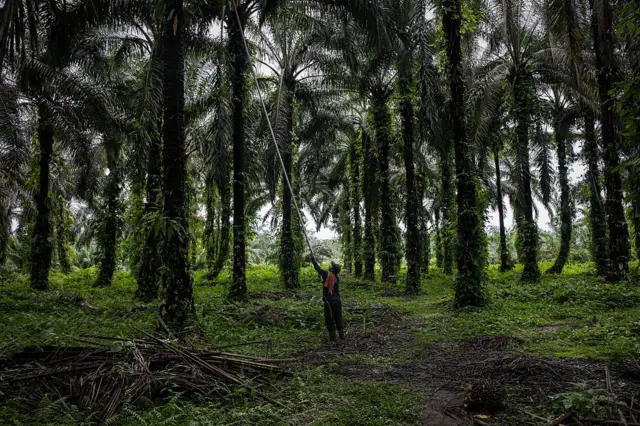 Perkebunan sawit