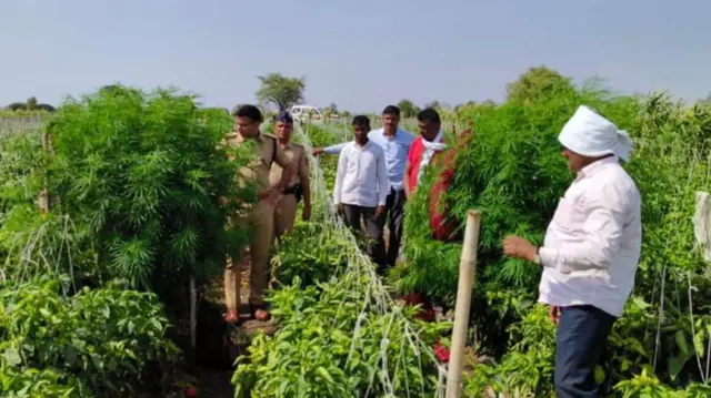 बीड पोलिसांना चिंचपूर गावात गांजाची 8 झाडं सापडली होती.