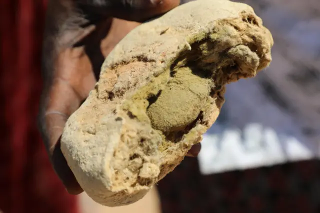 Waa sawir muujinaya sida geedku noqdo marka xooluhu cunaan oo caloosha dhexdeeda uu tuurin ku noqonayo.