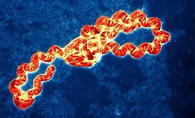 ਬੈਕਟੀਰੀਆ