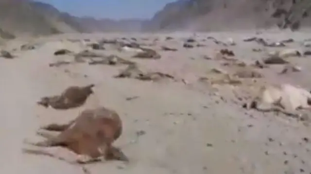 گدھے