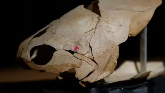 Gogo balığının başının fosili