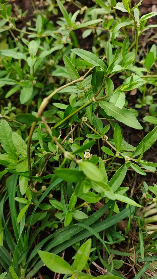 मीरगंन जब्बा