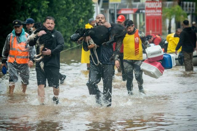 Voluntrios resgatando cachorros em meio  enchente