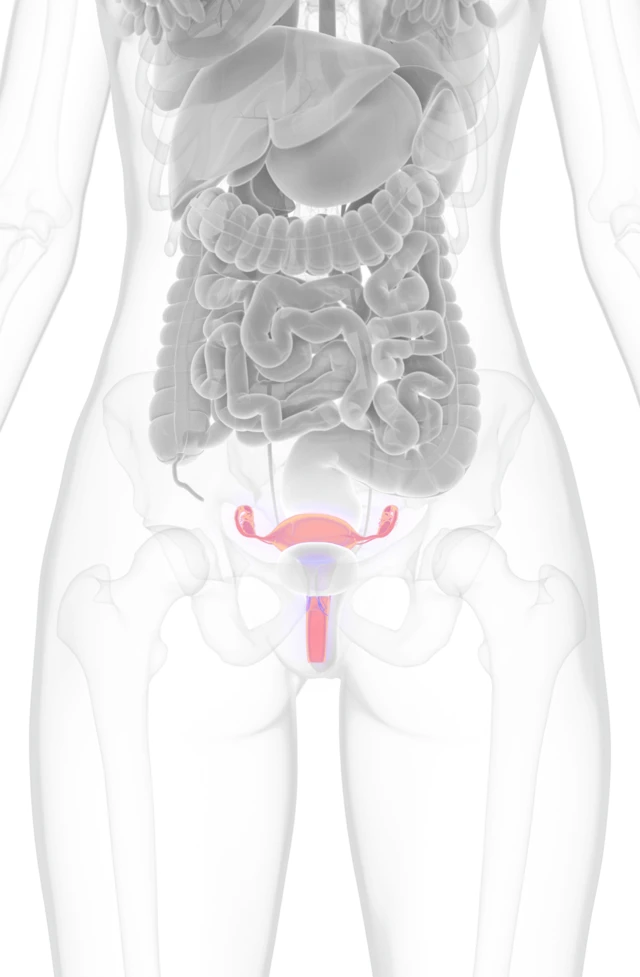 Imagen del útero en una ilustración