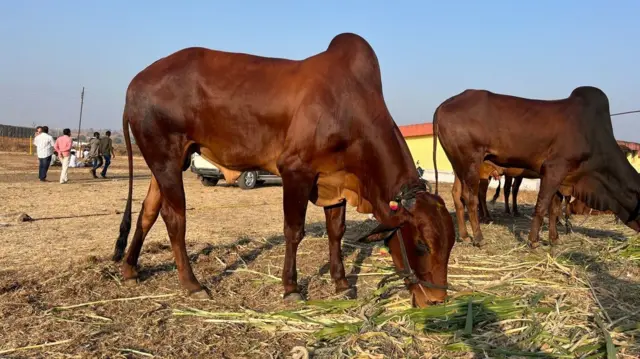 लाल कंधारी वळू