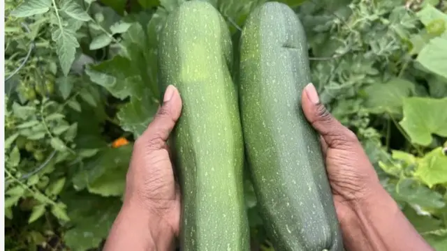 Fọto yii ṣafihan ọwọ meji to ko cucumber nla meji dani, eweko lo wa lẹyin aworan naa.