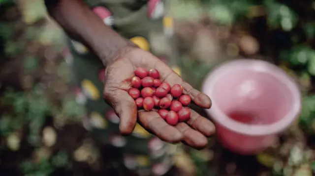 A woman's hand at the CPNCK coffee co-operative shows some of the red coffee cherries she harvested on Idjwi island before processing.