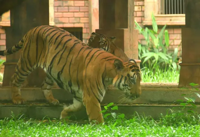 పులి, అక్రమ రవాణా, చైనా, సంప్రదాయ వైద్యం, ఇంటర్‌పోల్