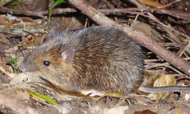 หนูฟาน (spiny rat) ชนิดพันธุ์ที่พบบนเกาะอามามิของญี่ปุ่น