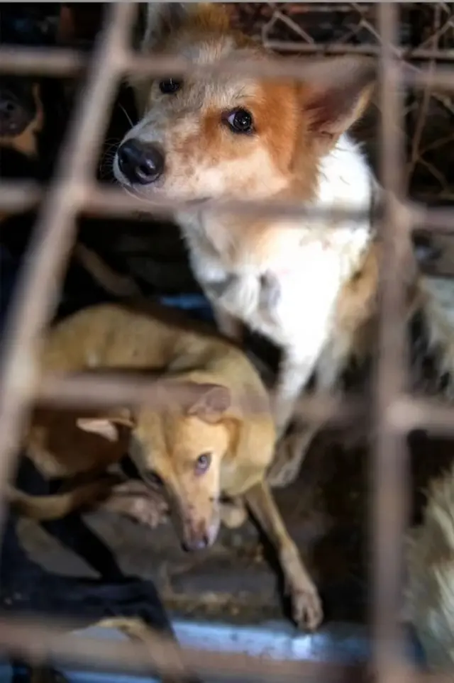 ภาพสุนัข