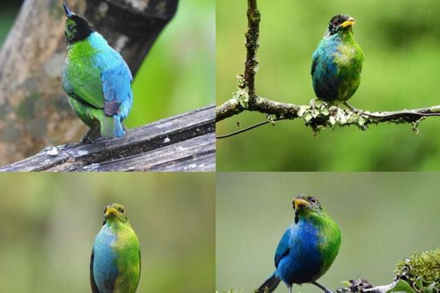 Different angles of the rare bird