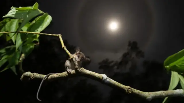 Xayawaanka u eg jiirka ee lagu magacaabo 'arboreal opossum' ayaa kamid ah nooc yar oo leh dhego waaweyn kuwaas oo maqalkoodu aad u wanaagsanyihiin.