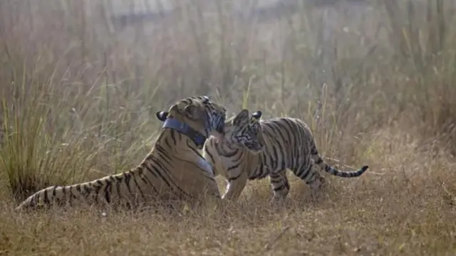 చంద్రాపూర్ జిల్లా, పులుల దాడులు, టైగర్ రిజర్వ్, మహారాష్ట్ర, అటవీశాఖ