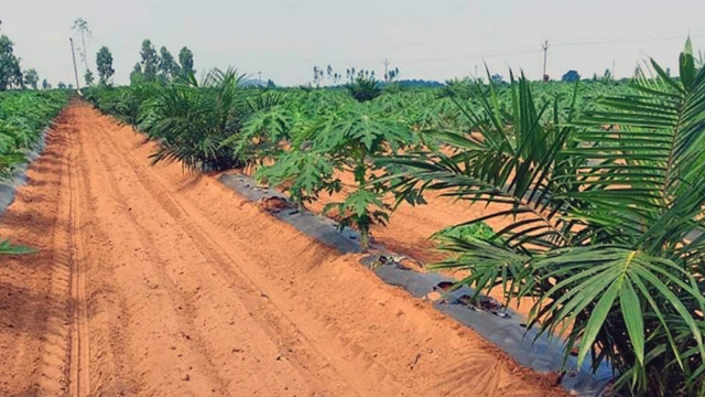 తెలంగాణ, ఆయిల్ పామ్, రేవంత్ రెడ్డి, వ్యవసాయం, వరిపంట, అంతరపంటలు