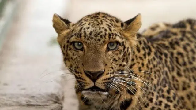 किरथर पर्वत रांगेतील एका गावात गेल्या वर्षी जानेवारी महिन्यात नर बिबट्याला गोळ्या घातल्या होत्या. (संग्रहित छायाचित्र)