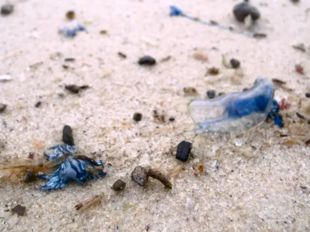 Dragão azul na areia