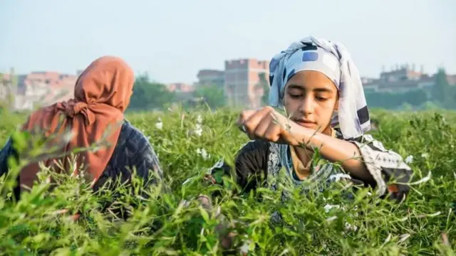 الجميع في شبرا بلولة، بما في ذلك الأطفال، يقطفون أزهار الياسمين
