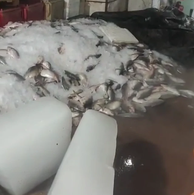 ભરૂચમાં બરફના ઢગલા વચ્ચે રહેલ હિલ્સાના જથ્થાની તસવીર