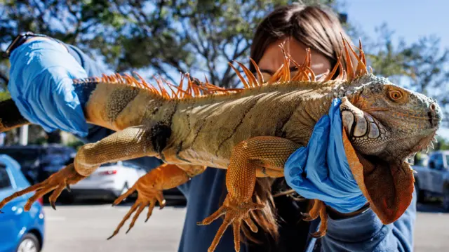 Um funcionário da Comissão de Conservação de Peixes e Vida Selvagem da Flórida mostra à câmera uma iguana paralisada pelo frio