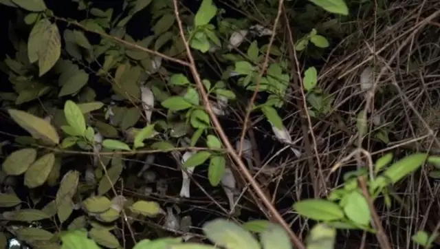 சிட்டு குருவி, இயற்கை, சுற்றுச்சூழல்