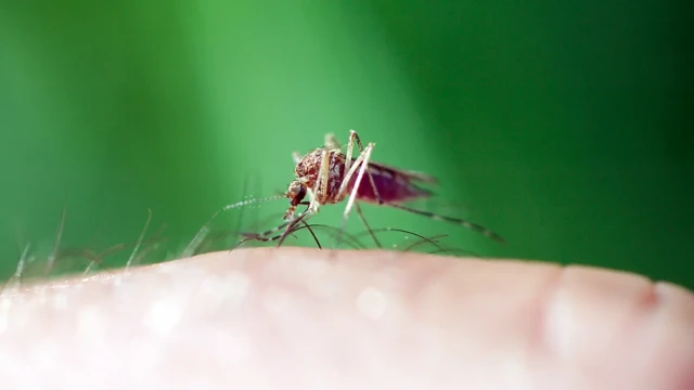 Mosquito portadorgalera bet sitemalária

