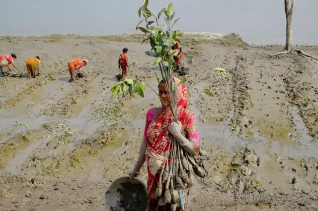 बंगालमध्ये खारफुटीची लागवड करणाऱ्या महिला