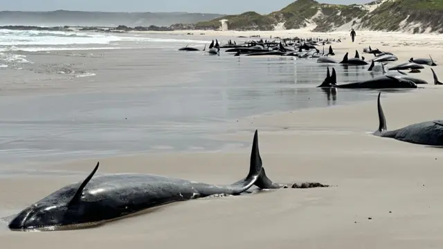 Falsas-orcas encalhadas em uma praia da Tasmânia