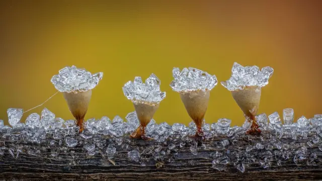 Conchas de mohos deslizantes adheridas a un pedazo de madera con cristales de agua congelada
